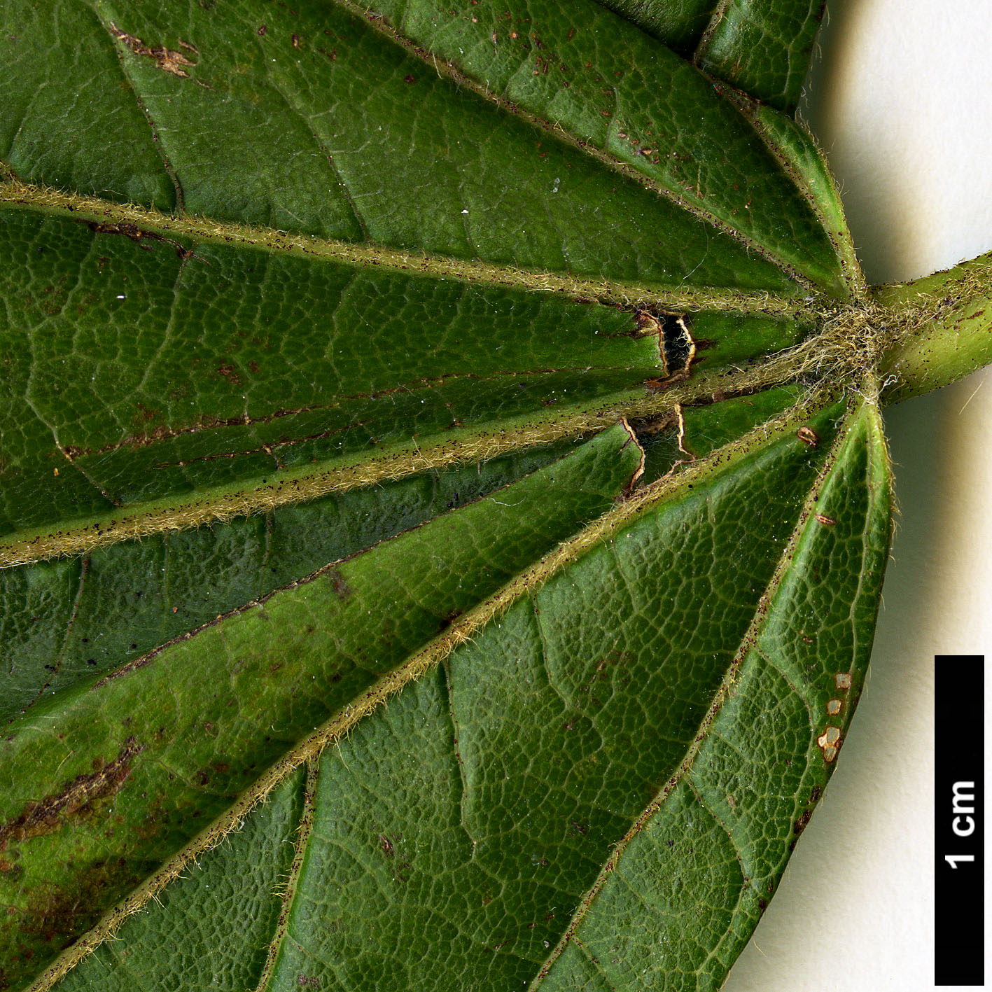 High resolution image: Family: Sapindaceae - Genus: Acer - Taxon: sterculiaceum - SpeciesSub: subsp. sterculiaceum